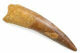 Fossil Spinosaurus Tooth - Nice Tip #372881-1